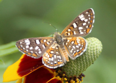 Apodemia palmeri; Palmer's Metalmark