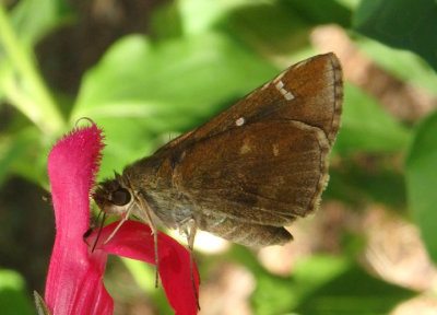 Lerema accius; Clouded Skipper