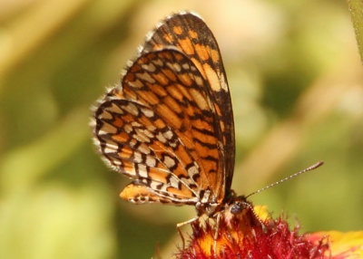 Microtia dymas; Tiny Checkerspot