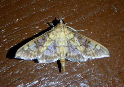5139 - Mimorista subcostalis; Pyralid Moth species