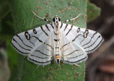 5293 - Conchylodes concinnalis; Crambid Snout Moth species