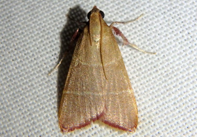 5537 - Caphys arizonensis; Pyralid Moth species