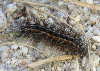 8180 - Apantesis incorrupta; Tiger Moth species caterpillar