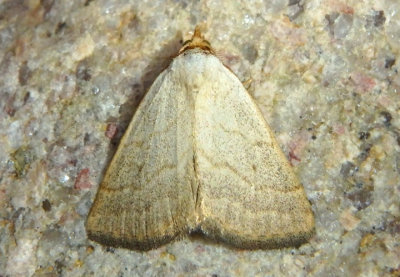 8405 - Oxycilla tripla; Owlet Moth species