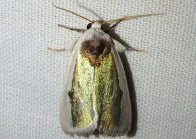 9737 - Neumoegenia poetica; Poetry Moth