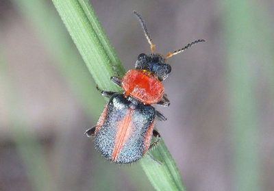 Collops vittatus; Soft-winged Flower Beetle species; female