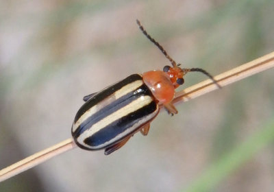Disonycha glabrata; Pigweed Flea Beetle