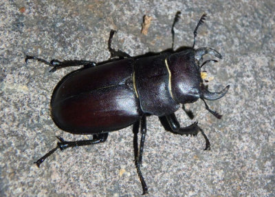 Lucanus mazama; Cottonwood Stag Beetle; male