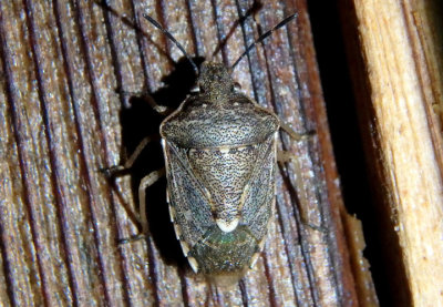 Moromorpha tetra; Stink Bug species