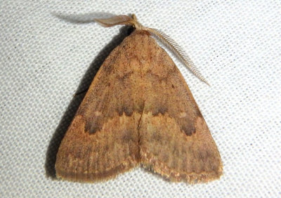 8513 - Pseudorgyia russula; Owlet Moth species