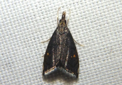 5457 - Microcausta bipunctalis; Crambid Snout Moth species