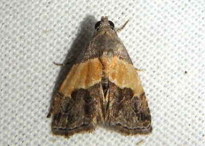 9005 - Tripudia balteata; Owlet Moth species
