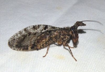 Plega Mantidfly species