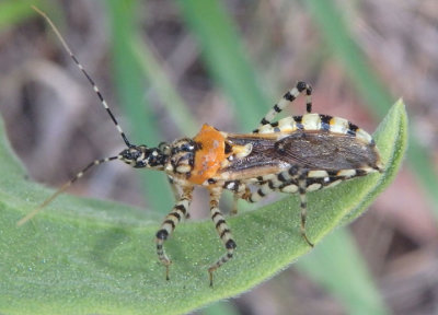 Pselliopus zebra; Assassin Bug species