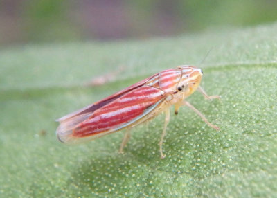 Sibovia compta; Sharpshooter species