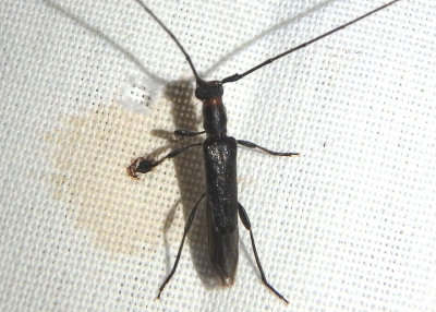 Styloxus bicolor; Long-horned Beetle species