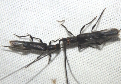 Styloxus bicolor; Long-horned Beetle species pair