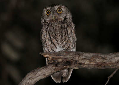 Whiskered Screech-Owl