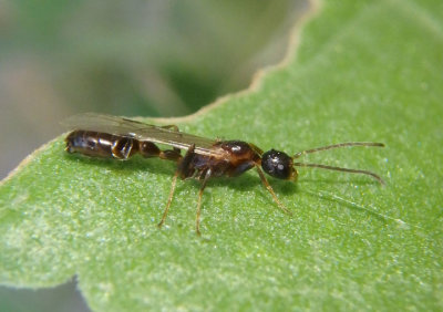 Pseudomyrmex apache; Ant species; male