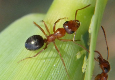 Formica manni; Wood Ant species