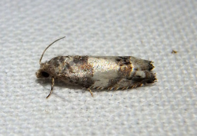 3216 - Suleima baracana; Tortricid Moth species