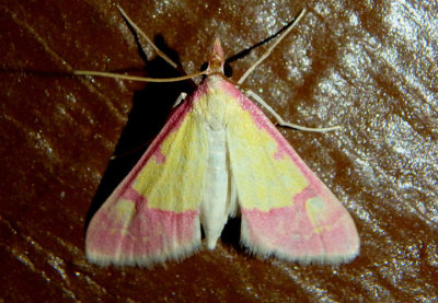 5130 - Choristostigma roseopennalis; Crambid Snout Moth species