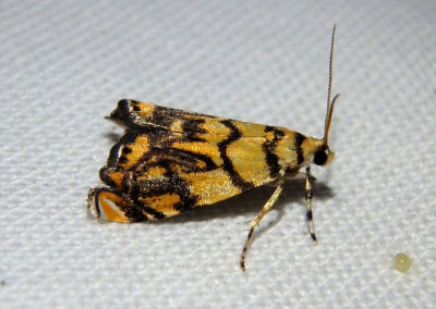 5458 - Diptychophora harlequinalis; Crambine Snout Moth species