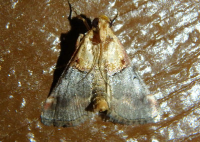 5580 - Cacozelia basiochrealis; Yellow-based Cacozelia