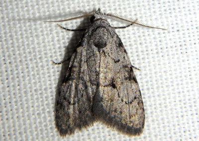 8986 - Meganola dentata; Nolid Moth species