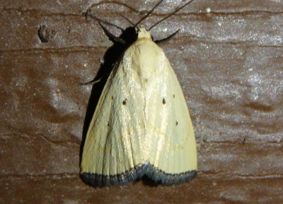 9044.2 - Marimatha quadrata; Owlet Moth species