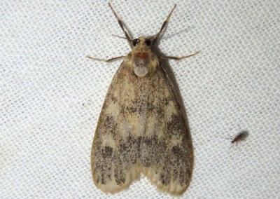 8094-8095; Bruceia Lichen Moth species