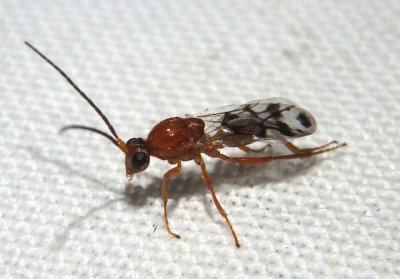 Sphaeroteras Oak Gall Wasp species