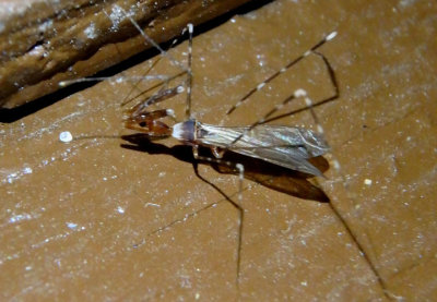 Stenolemoides arizonensis; Assassin Bug species