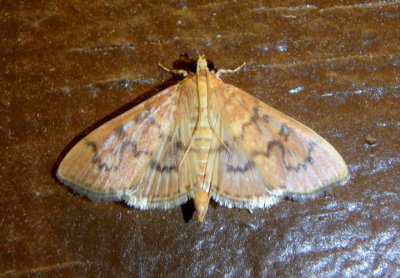 5269 - Psara dryalis; Crambid Snout Moth species