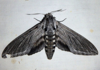 7806 - Sphinx asellus; Sphinx Moth species