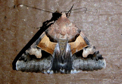 8628 - Drasteria pallescens; Noctuid Moth species