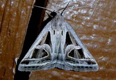 8741 - Callistege diagonalis; Owlet Moth species
