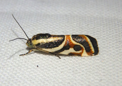9121 - Spragueia magnifica; Bird Dropping Moth species