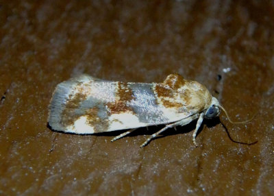 9130 - Spragueia obatra; Bird Dropping Moth species