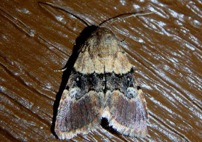 9590 - Properigea continens; Cutworm Moth species