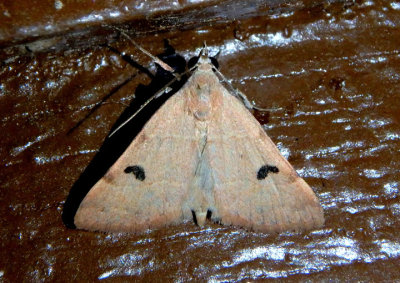 8475.1 - Hemeroplanis rectalis; Owlet Moth species