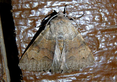 8596 - Cissusa valens; Owlet Moth species