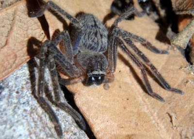 Olios giganteus; Giant Crab Spider species