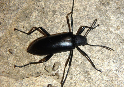 Strongylium atrum; Darkling Beetle species
