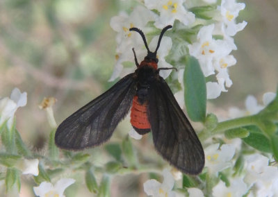 4630 - Triprocris yampai; Leaf Skeletonizer Moth species