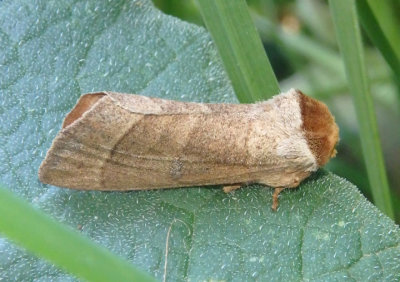 7914 - Datana perfusa; Prominent Moth species