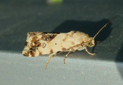9097 - Ponometia nannodes; Bird Dropping Moth species
