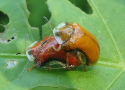 Charidotella emarginata; Tortoise Beetle species pair