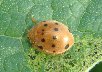 Epilachna tredecimnotata; Plant-eating Lady Beetle species