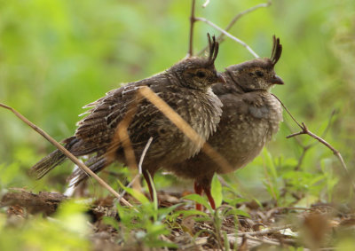 Gambel's Quail; juveniles